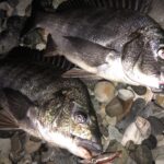 ホタルイカパターン　富山　糸魚川　釣り方