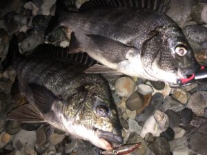 ホタルイカパターン　富山　糸魚川　釣り方