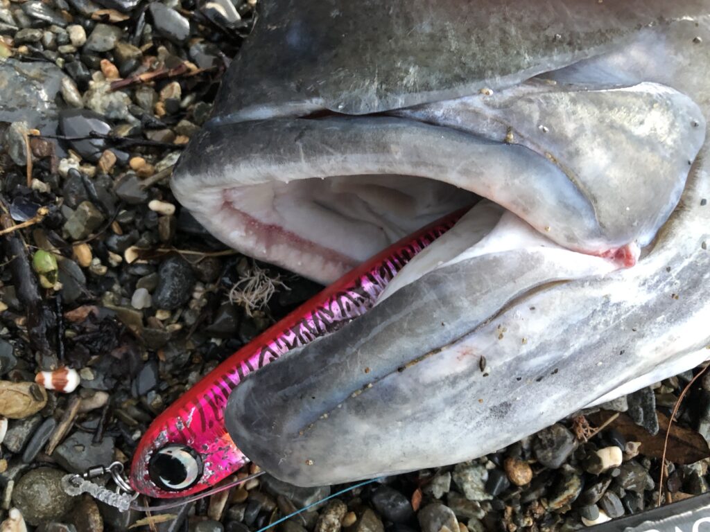GT、徳之島、カマジ、ルアー釣り、浪人鯵、奄美大島