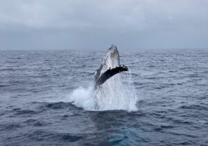 徳之島　くじら　ホエールウォッチング